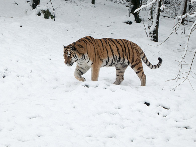 Sibirischer Tiger MANDSCHU am 26. Februar 2020 auf der Außenanlage im Tiger-Tal im Wuppertaler Zoo