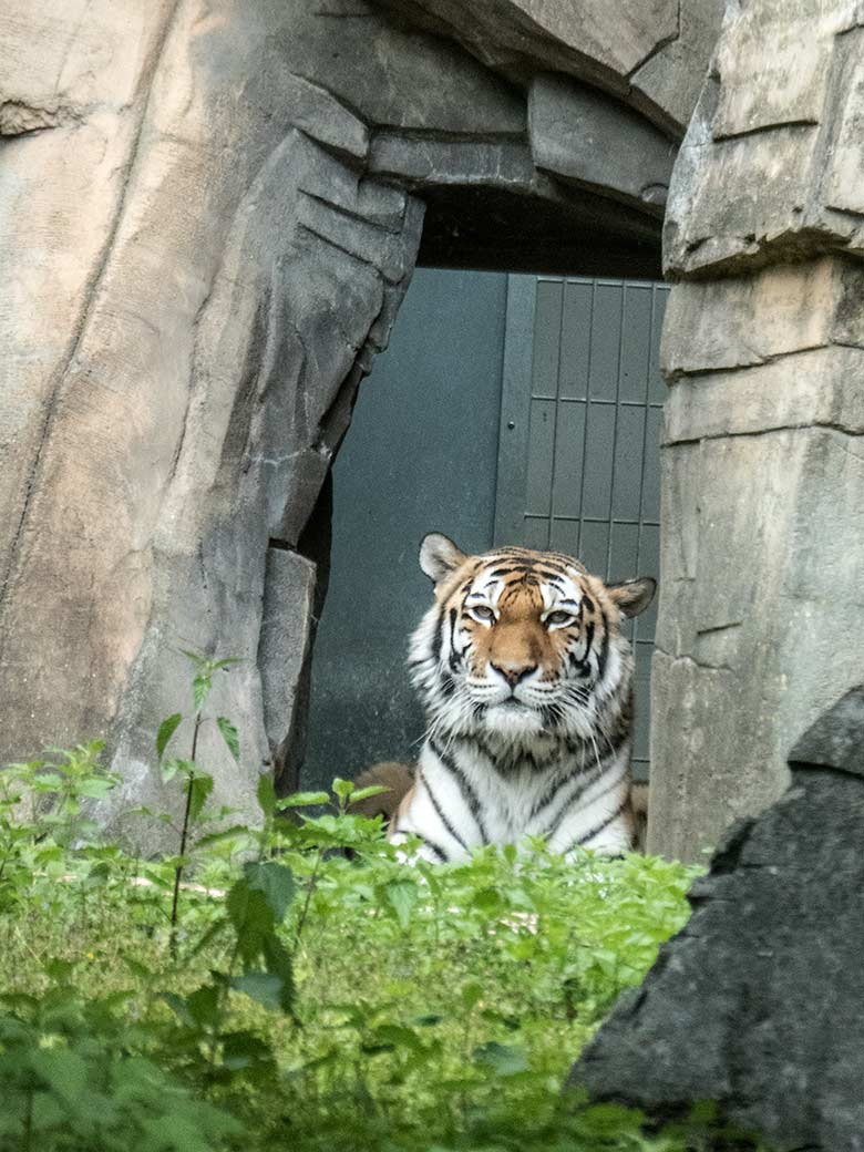 Amur-Tiger-Katze MYMOZA am 24. Mai 2020 am Durchgang vom Innenstall zur Außenanlage im Tiger-Tal im Grünen Zoo Wuppertal