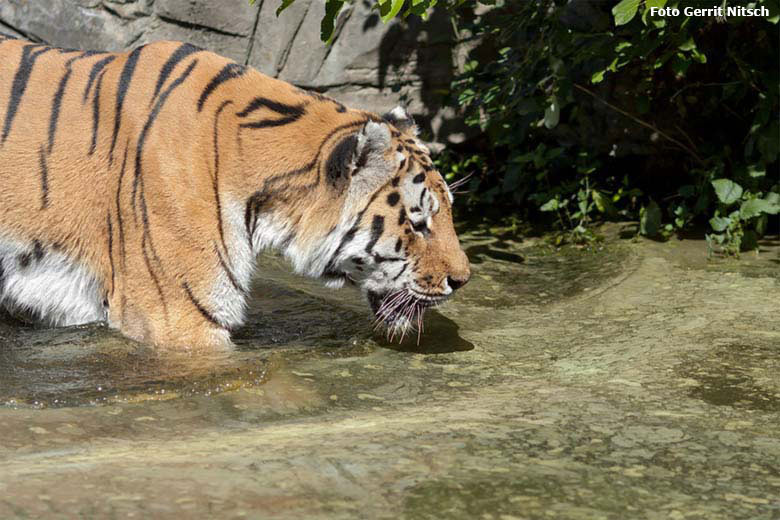 Amur-Tiger-Kater MANDSCHU am 31. Juli 2020 im Wasser auf der Außenanlage im Tiger-Tal im Grünen Zoo Wuppertal (Foto Gerrit Nitsch)