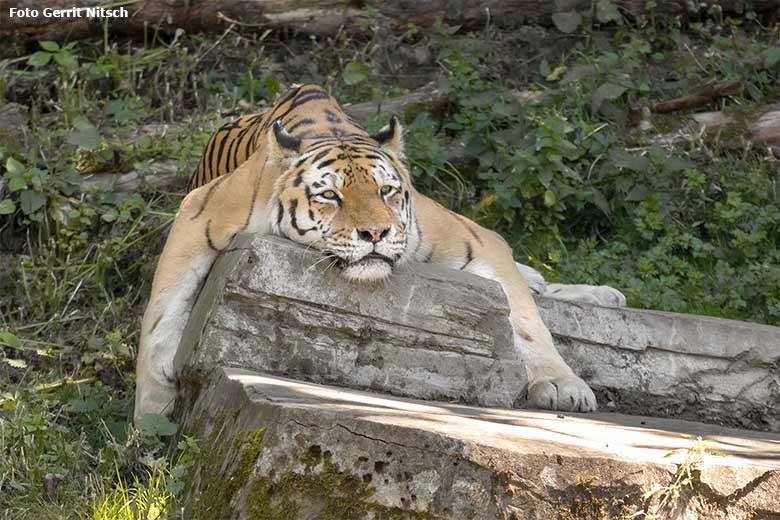 Relaxender Amur-Tiger-Kater WASSJA am 31. Juli 2020 auf der Außenanlage im Tiger-Tal im Zoologischen Garten Wuppertal (Foto Gerrit Nitsch)