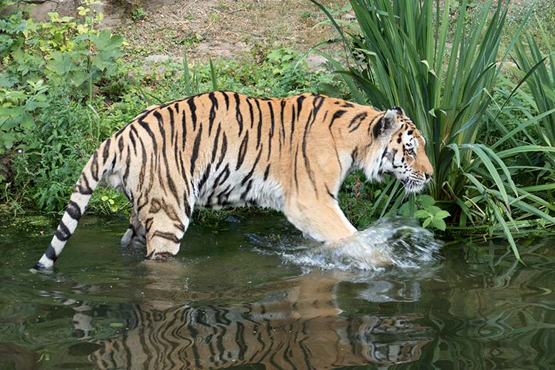 Amur-Tiger-Kater WASSJA am 10. August 2020 auf der Außenanlage im Tiger-Tal im Grünen Zoo Wuppertal