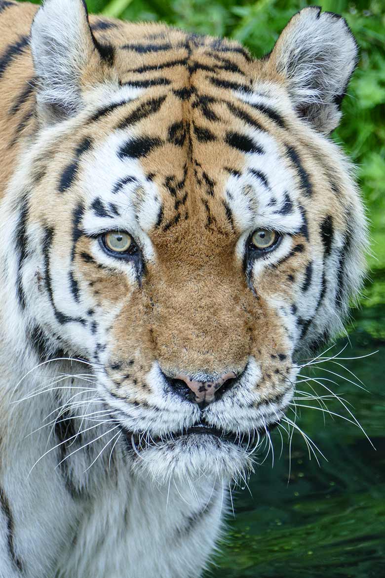 Amur-Tiger-Katze WASSJA am 12. September 2020 auf der Außenanlage im Tiger-Tal im Grünen Zoo Wuppertal