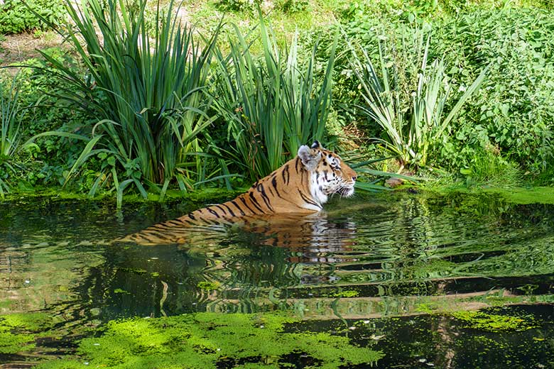 Amur-Tiger-Kater WASSJA am 17. September 2020 im Wasser der Außenanlage im Tiger-Tal im Zoo Wuppertal