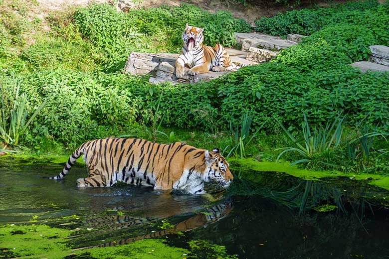 Amur-Tiger-Kater WASSJA im Wasser und MANDSCHU auf dem Felsen am 17. September 2020 auf der Außenanlage im Tiger-Tal im Grünen Zoo Wuppertal