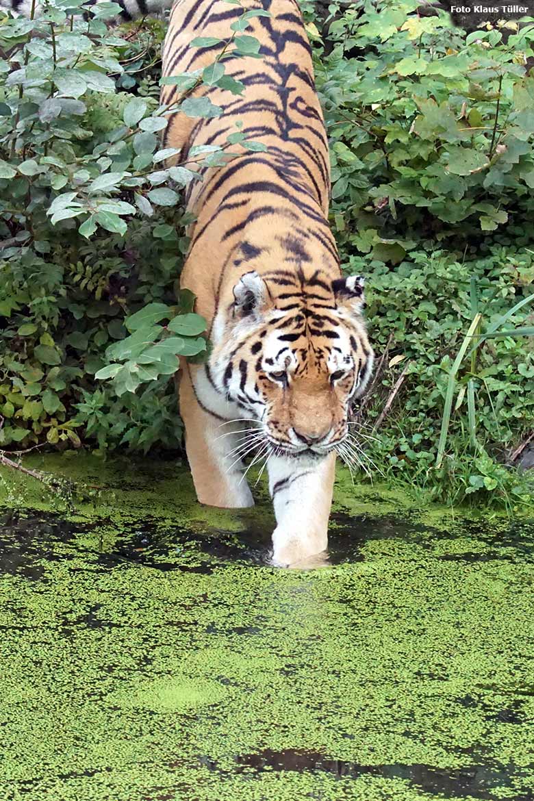 Amur-Tiger am 30. September 2020 auf der Außenanlage im Tiger-Tal im Zoologischen Garten Wuppertal (Foto Klaus Tüller)