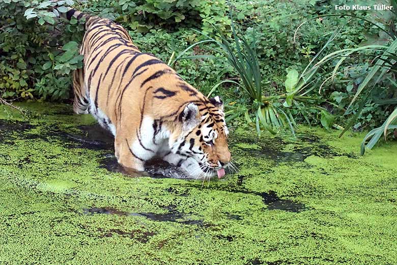 Amur-Tiger am 30. September 2020 auf der Außenanlage im Tiger-Tal im Zoo Wuppertal (Foto Klaus Tüller)