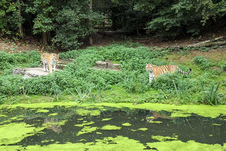 Amur-Tiger-Kater WASSJA und MANDSCHU (rechts) am 30. September 2020 auf der größeren Außenanlage im Tiger-Tal im Wuppertaler Zoo