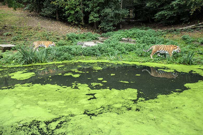 Amur-Tiger-Kater WASSJA und MANDSCHU (rechts) am 30. September 2020 auf der größeren Außenanlage im Tiger-Tal im Grünen Zoo Wuppertal