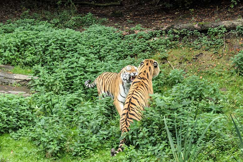 Amur-Tiger-Kater MANDSCHU (hinten) mit Unterwerfungs-Geste vor Amur-Tiger-Kater WASSJA am 30. September 2020 auf der größeren Außenanlage im Tiger-Tal im Zoo Wuppertal