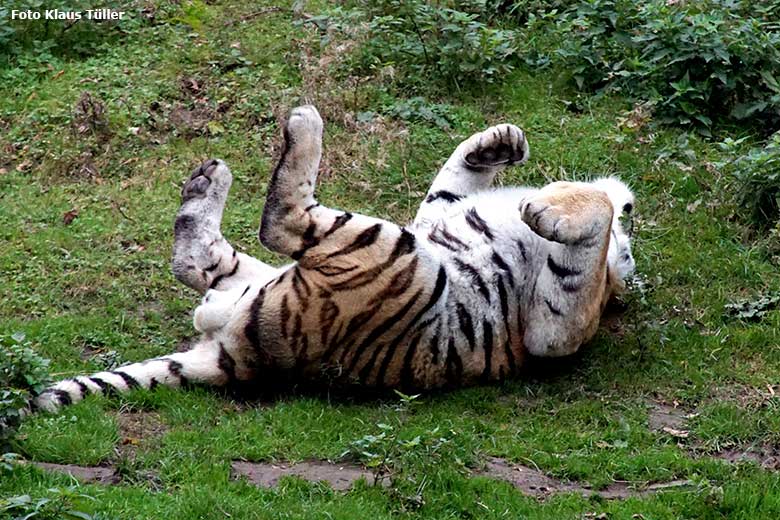 Amur-Tiger-Kater am 18. Oktober 2020 auf der Außenanlage im Tiger-Tal im Zoo Wuppertal (Foto Klaus Tüller)