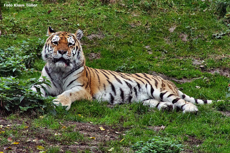 Amur-Tiger-Kater WASSJA am 18. Oktober 2020 auf der Außenanlage im Tiger-Tal im Wuppertaler Zoo (Foto Klaus Tüller)