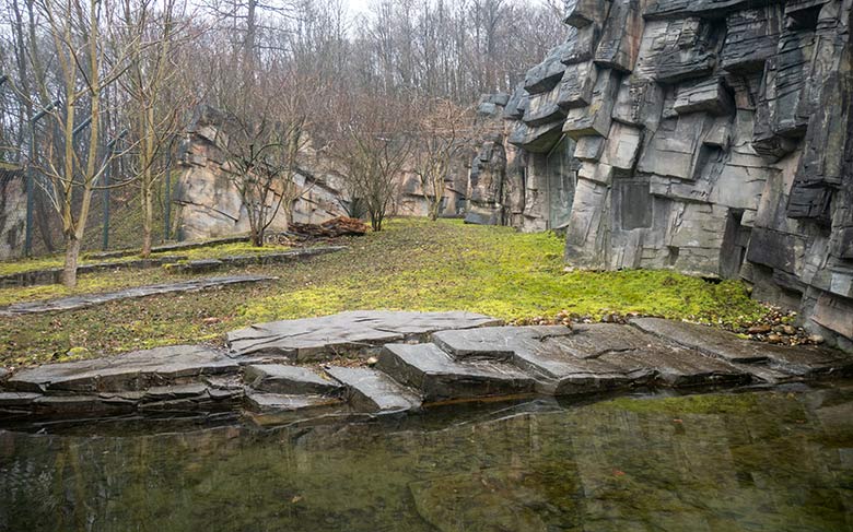 Amur-Tiger Katze MYMOZA am 9. März 2021 am Durchgang vom Tiger-Haus zur kleineren Außenanlage im Tiger-Tal im Grünen Zoo Wuppertal