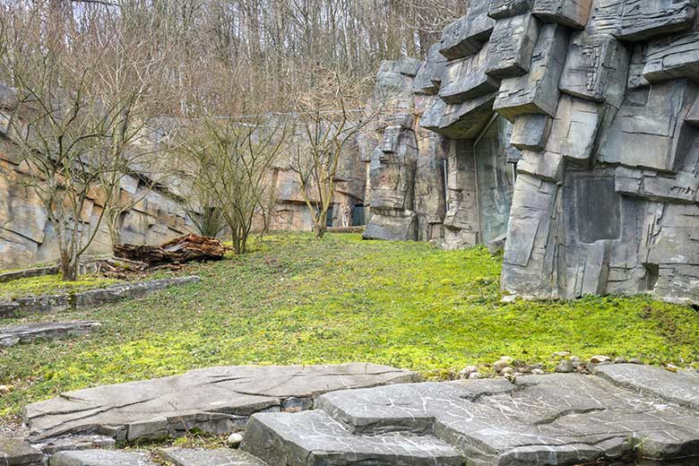 Sibirische Tigerin MYMOZA am 22. März 2021 im Tiger-Tal im Wuppertaler Zoo