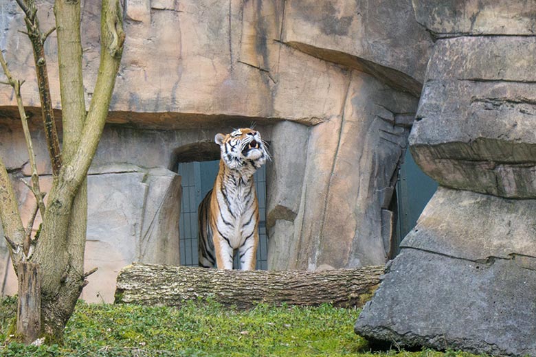 Sibirische Tigerin MYMOZA am 25. März 2021 im Tiger-Tal im Wuppertaler Zoo