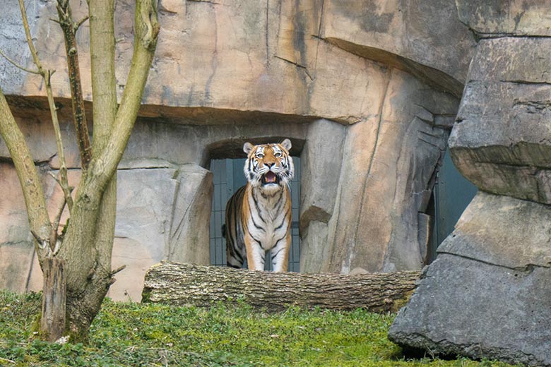 Sibirische-Tiger-Katze MYMOZA am 25. März 2021 im Tiger-Tal im Zoo Wuppertal