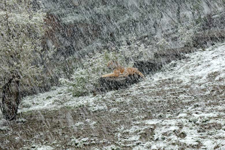 Amur-Tiger-Kater im Schneetreiben am 6. April 2021 auf der Außenanlage im Tiger-Tal im Zoo Wuppertal