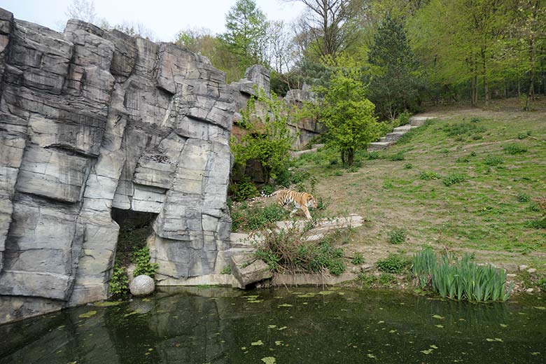 Amur-Tiger-Kater WASSJA am 6. Mai 2021 auf der Außenanlage im Tiger-Tal im Zoologischen Garten Wuppertal