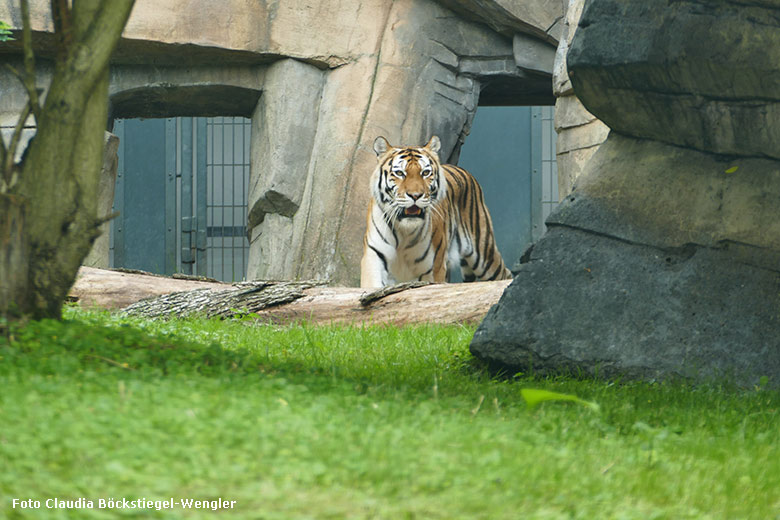Amur-Tigerin MYMOZA am 21. Juli 2021 vor dem Stallgebäude im Tiger-Tal im Grünen Zoo Wuppertal (Foto Claudia Böckstiegel-Wengler)
