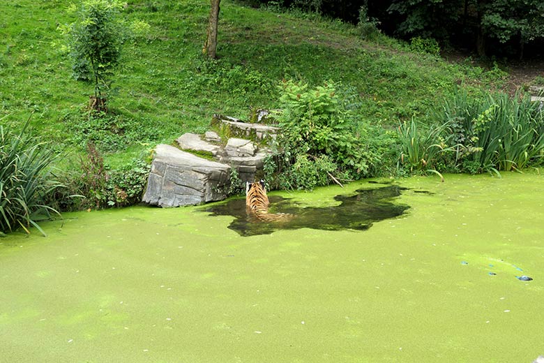 Amur-Tiger-Kater WASSJA am 18. August 2021 im mit Entengrütze bedeckten Wasser auf der Außenanlage im Tiger-Tal im Grünen Zoo Wuppertal