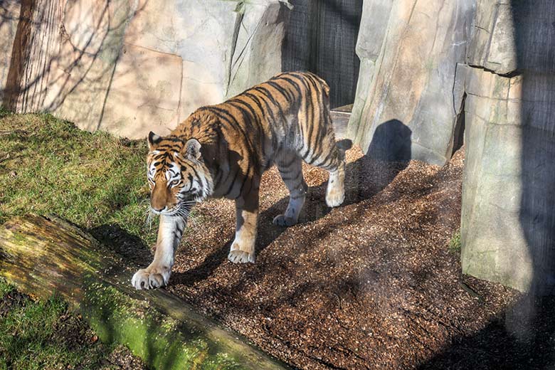 Amur-Tiger-Katze MYMOZA am 27. Februar 2022 im Tiger-Tal im Zoo Wuppertal