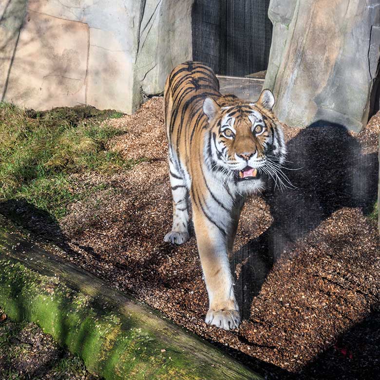 Amur-Tiger-Katze MYMOZA am 27. Februar 2022 im Tiger-Tal im Grünen Zoo Wuppertal