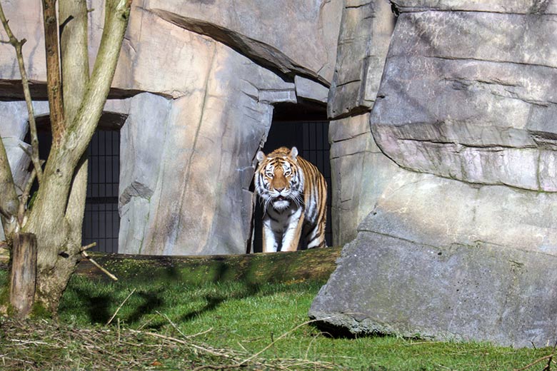 Amur-Tigerin MYMOZA am 27. Februar 2022 im Tiger-Tal im Grünen Zoo Wuppertal