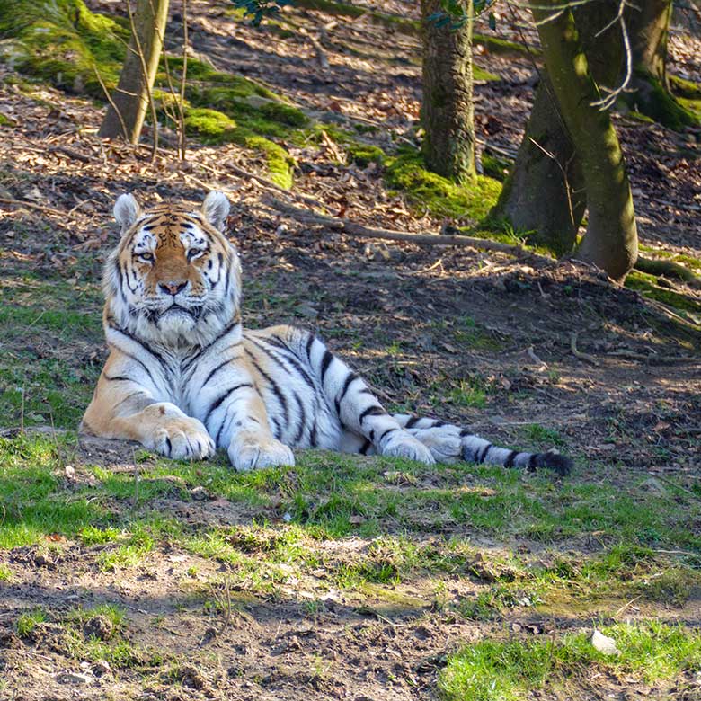 Amur-Tiger-Kater WASSJA am 5. März 2022 auf der größeren Außenanlage im Tiger-Tal im Wuppertaler Zoo