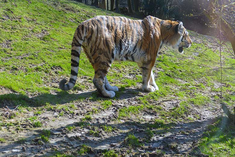 Amur-Tiger-Kater WASSJA am 5. März 2022 auf der größeren Außenanlage im Tiger-Tal im Zoo Wuppertal