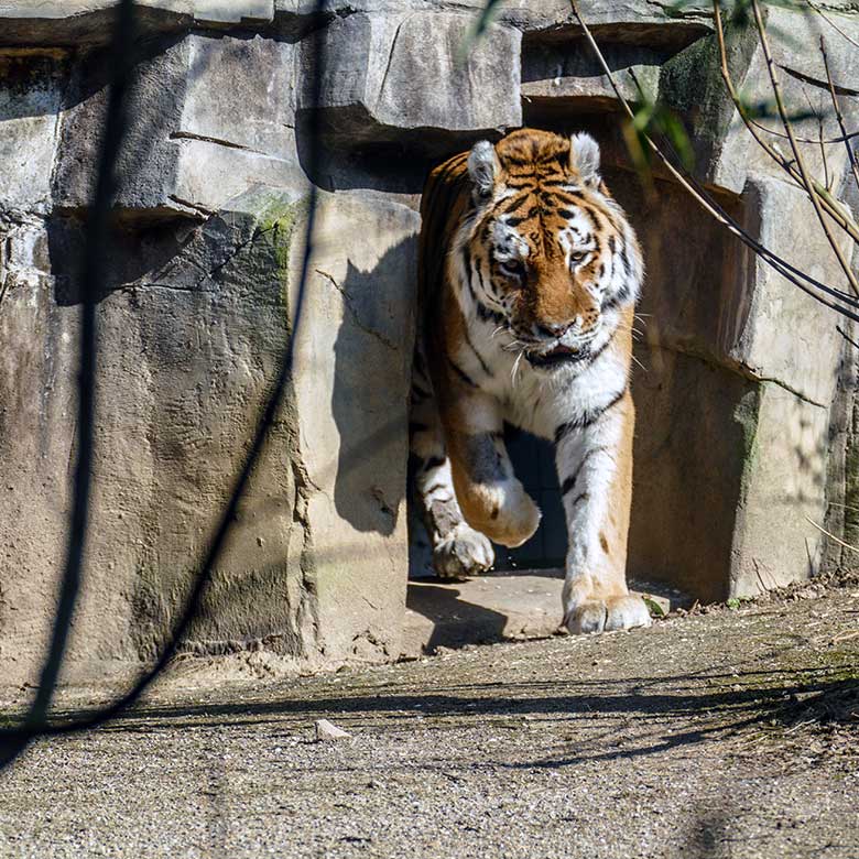 Amur-Tiger-Kater WASSJA am 5. März 2022 beim Herauskommen aus dem Inneren des Tiger-Hauses auf die größere Außenanlage im Tiger-Tal im Grünen Zoo Wuppertal