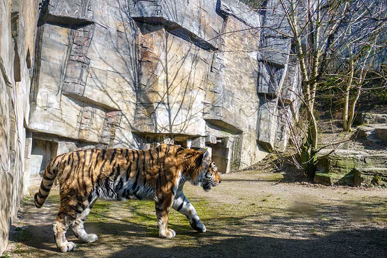 Amur-Tiger-Kater WASSJA am 5. März 2022 auf der größeren Außenanlage im Tiger-Tal im Zoologischen Garten Wuppertal