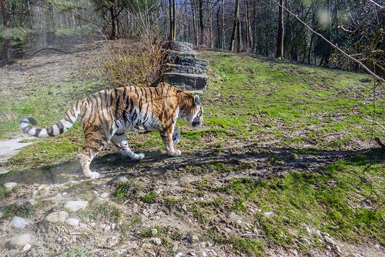 Amur-Tiger-Kater WASSJA am 5. März 2022 auf der größeren Außenanlage im Tiger-Tal im Wuppertaler Zoo