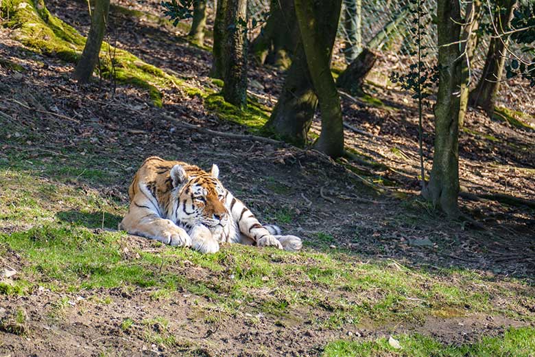 Amur-Tiger-Kater WASSJA am 5. März 2022 auf der größeren Außenanlage im Tiger-Tal im Grünen Zoo Wuppertal