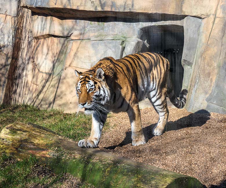 Amur-Tiger-Katze MYMOZA am 8. März 2022 im Tiger-Tal im Zoo Wuppertal