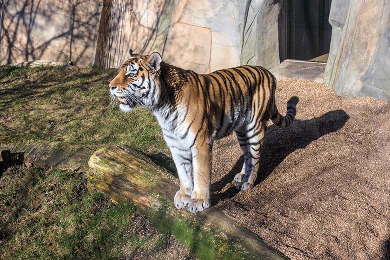 Amur-Tiger-Katze MYMOZA am 8. März 2022 im Tiger-Tal im Grünen Zoo Wuppertal