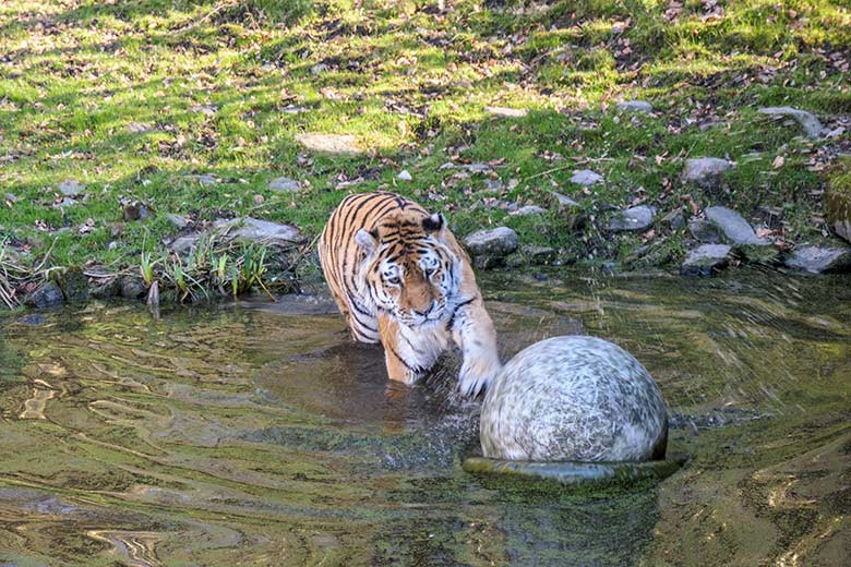 Amur-Tiger-Kater WASSJA am 9. März 2022  im Wasser der größeren Außenanlage im Tiger-Tal im Wuppertaler Zoo