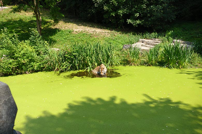 Amur-Tiger-Kater WASSJA am 25. Juli 2022 auf der Außenanlage im Tiger-Tal im Wuppertaler Zoo