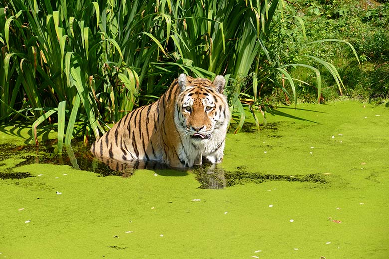 Amur-Tiger-Kater WASSJA am 25. Juli 2022 auf der Außenanlage im Tiger-Tal im Grünen Zoo Wuppertal