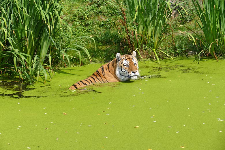 Amur-Tiger-Kater WASSJA am 25. Juli 2022 auf der Außenanlage im Tiger-Tal im Zoologischen Garten Wuppertal