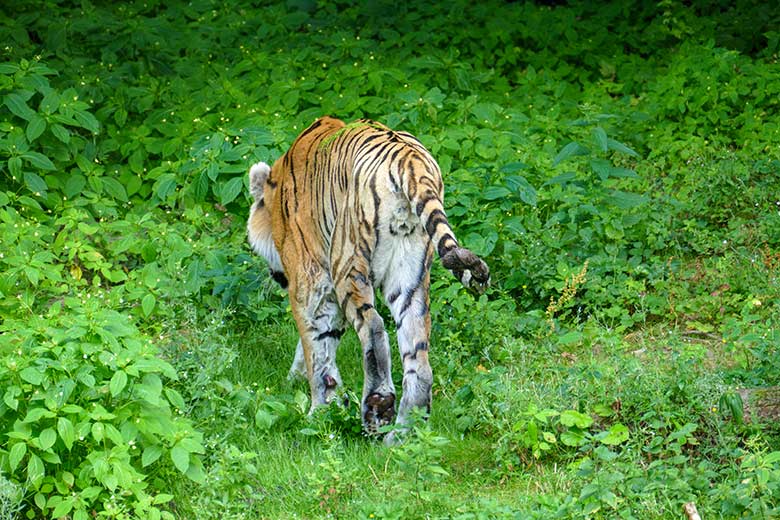 Amur-Tiger-Kater WASSJA am 25. Juli 2022 auf der Außenanlage im Tiger-Tal im Grünen Zoo Wuppertal