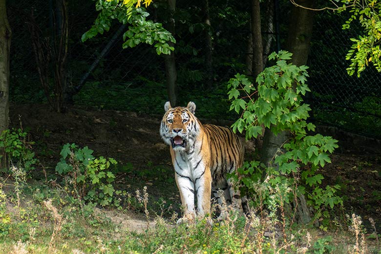 Amur-Tiger-Kater WASSJA am 3. August 2022 auf der größeren Außenanlage im Tiger-Tal im Grünen Zoo Wuppertal