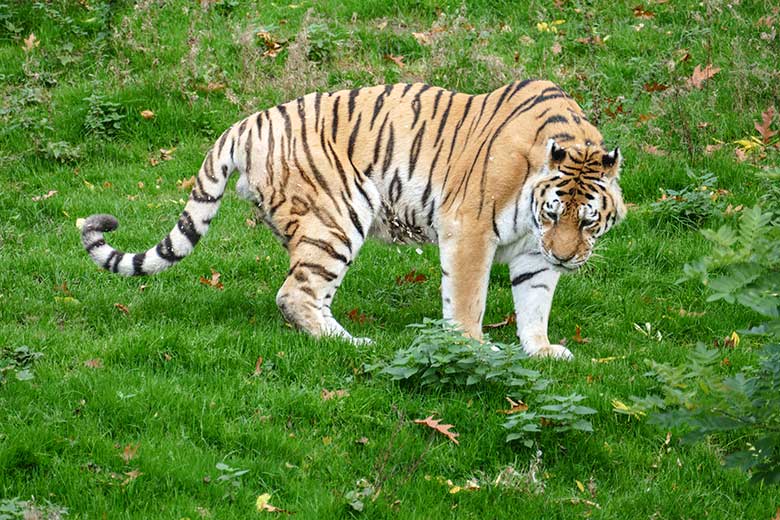 Betagter Amur-Tiger-Kater WASSJA am 28. Oktober 2022 auf der größeren Außenanlage im Tiger-Tal im Zoologischen Garten der Stadt Wuppertal