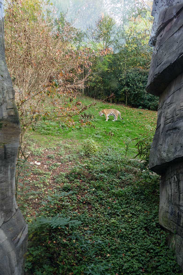 Betagter Amur-Tiger-Kater WASSJA am 28. Oktober 2022 auf der größeren Außenanlage im Tiger-Tal im Zoologischen Garten Wuppertal