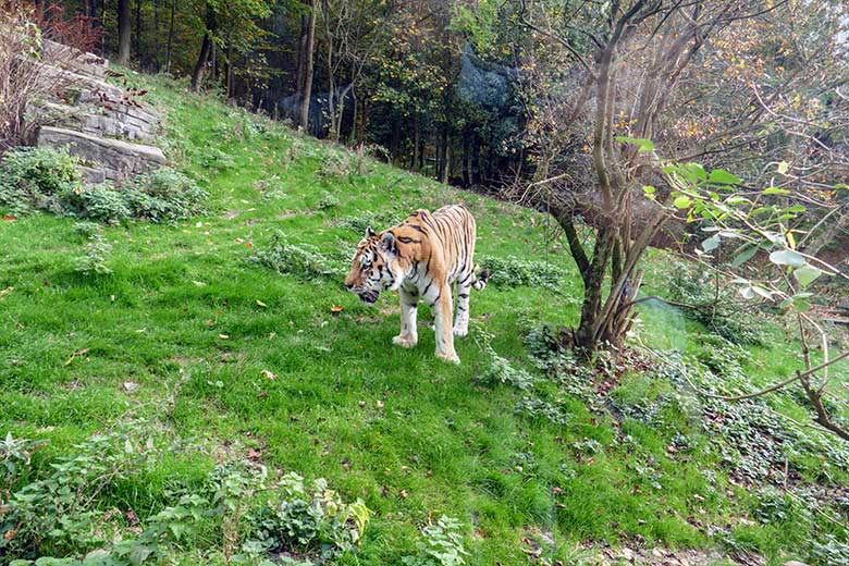 Betagter Amur-Tiger-Kater WASSJA am 28. Oktober 2022 auf der größeren Außenanlage im Tiger-Tal im Zoo Wuppertal