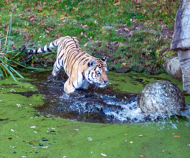 Amur-Tiger-Kater WASSJA am 10. November 2022 auf der größeren Außenanlage im Tiger-Tal im Zoo Wuppertal