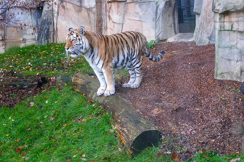 Amur-Tigerin MYMOZA am 7. Dezember 2022 auf der kleineren Außenanlage im Tiger-Tal im Wuppertaler Zoo