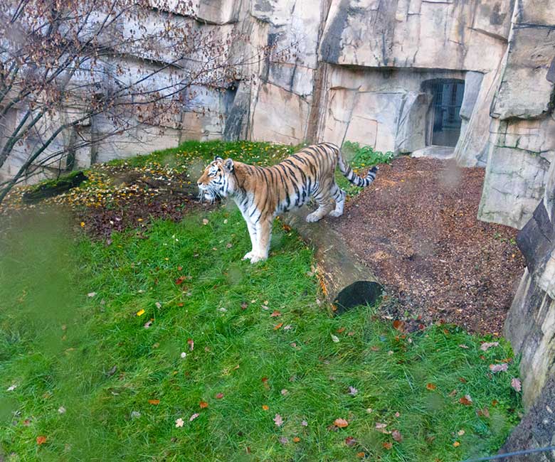 Amur-Tigerin MYMOZA am 7. Dezember 2022 auf der kleineren Außenanlage im Tiger-Tal im Grünen Zoo Wuppertal