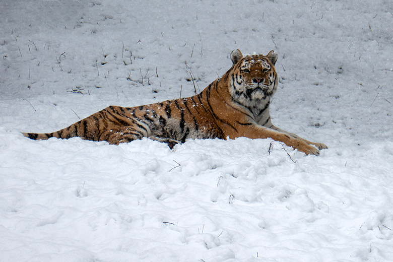Amur-Tiger-Kater WASSJA im Schnee am 8. März 2023 auf der größeren Außenanlage im Tiger-Tal im Grünen Zoo Wuppertal
