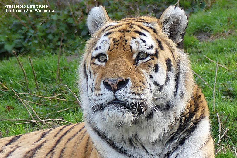 Sibirischer Tigerkater WASSJA am 28. März 2023 im Grünen Zoo Wuppertal (Pressefoto Birgit Klee - Der Grüne Zoo Wuppertal)