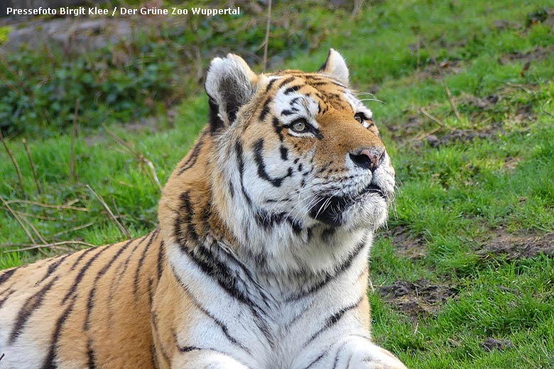 Sibirischer Tigerkater WASSJA am 28. März 2023 im Wuppertaler Zoo (Pressefoto Birgit Klee - Der Grüne Zoo Wuppertal)