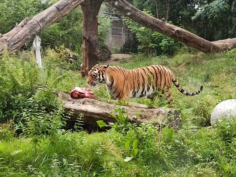 Junger Amur-Tiger-Kater KASIMIR am 21. Juli 2023 auf der Außenanlage im Duisburger Zoo